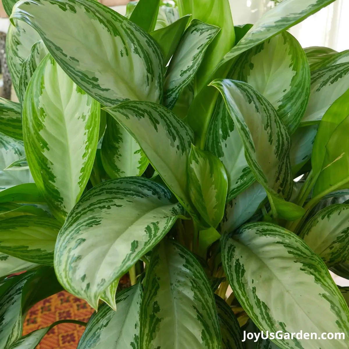 close up photo of aglaonema chinese evergreen foliage 