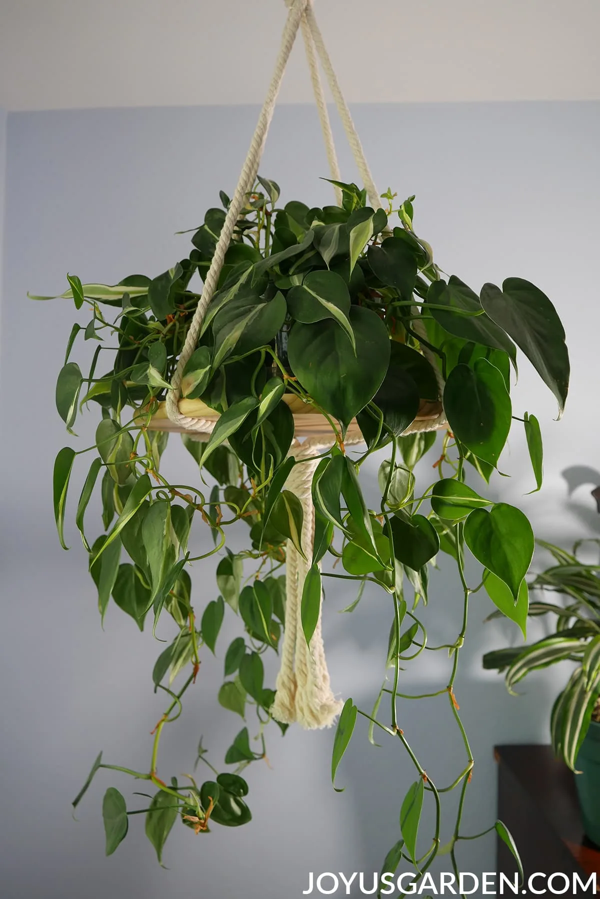 A hanging philodendron silver stripe houseplant sits on a hanging shelf.