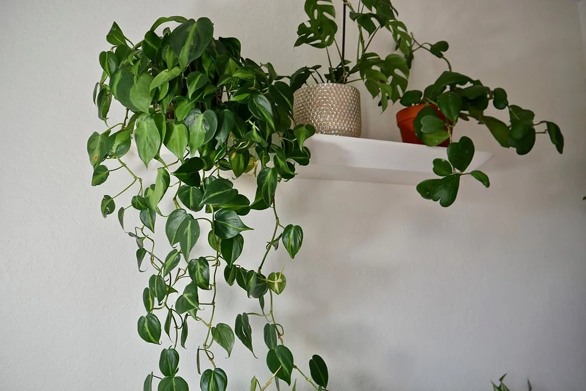 Philodendron brasil monstera minima & sweetheart hoya houseplants sit on a floating shelf.