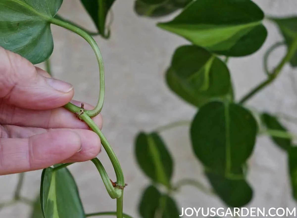 Close up of the nodes on the stem of a philodendron brasil.