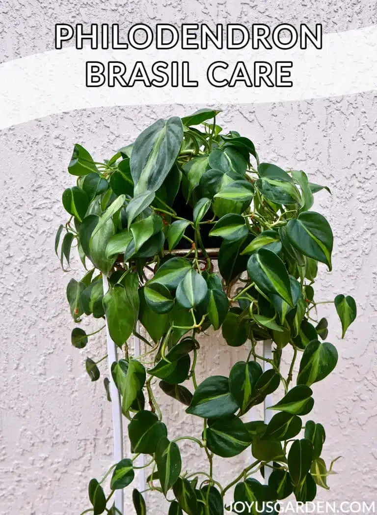 A philodendron brasil plant with long trails sits on a plant stand the text reads philodendron brasil care joyusgarden.com.