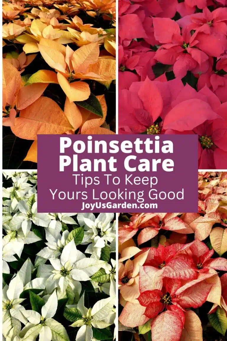 a collage of 4 photos of different colored poinsettias orange, red, white, & pink/white the text reads poinsettia plant care tips to keep yours looking good joyusgarden.com