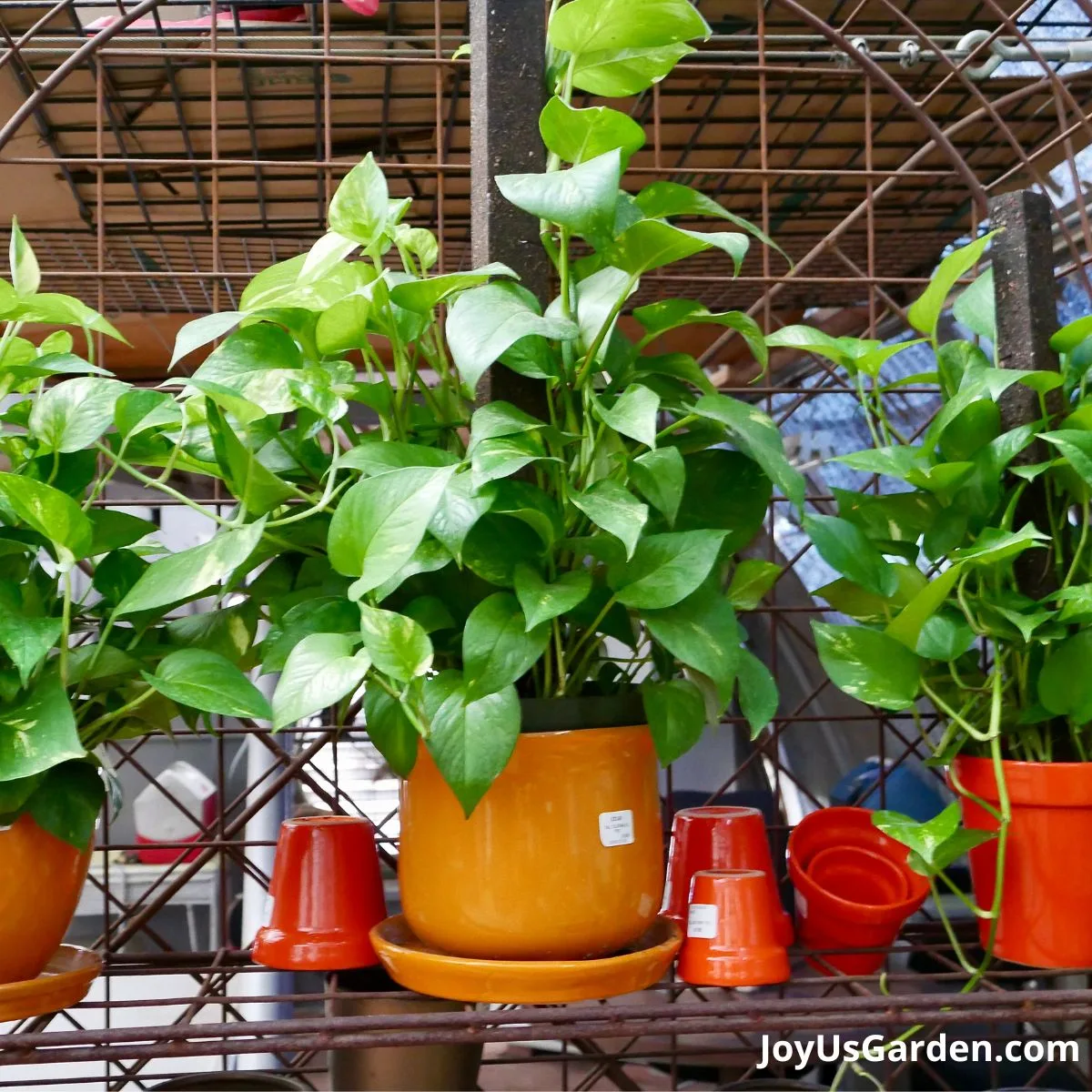 pothos being sold in nursery plant is growing up on pole and in orange pot