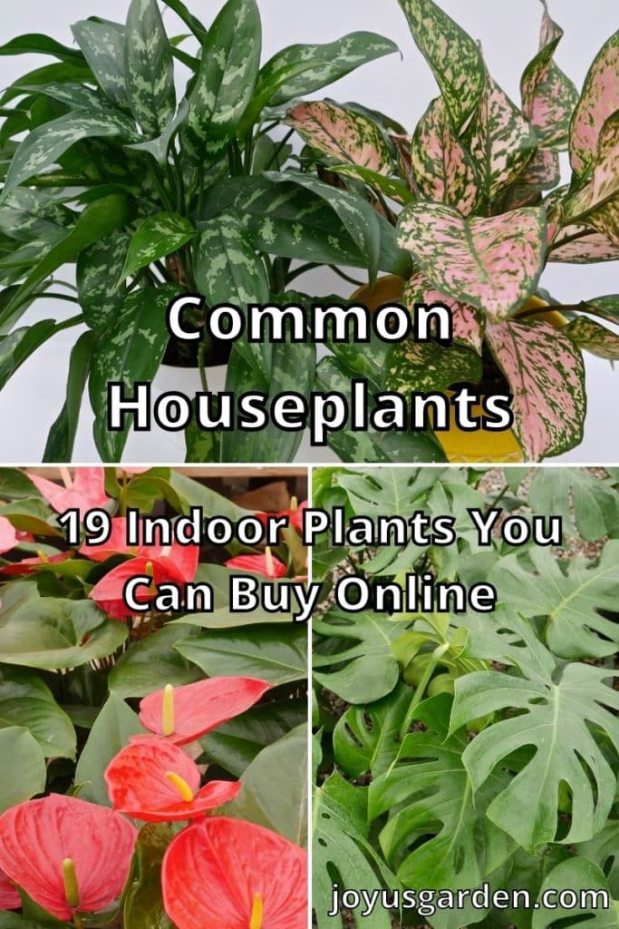 Common Houseplants: 28 Indoor Plants To Buy Online