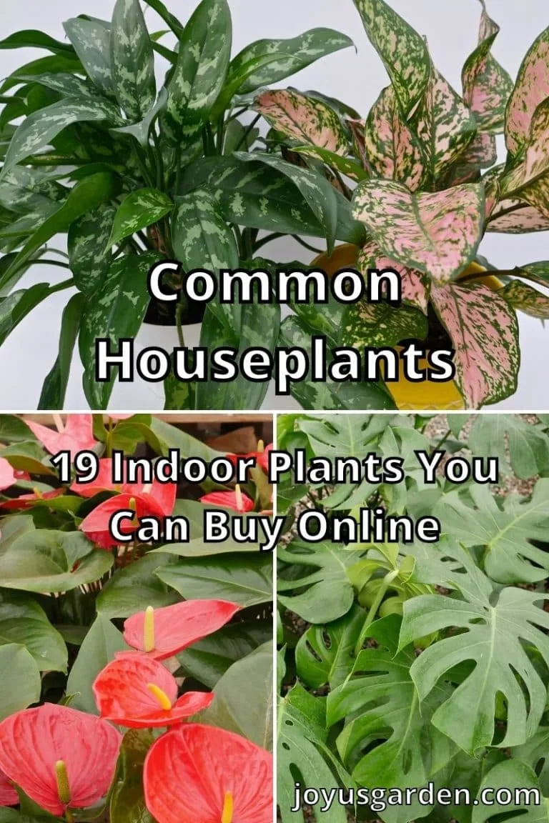 a collage with different houseplants the text reads common houseplants 19 indoor plants you can buy online