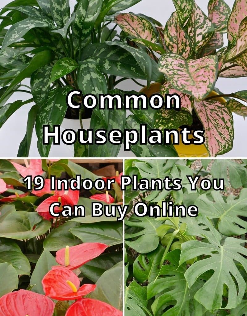 Houseplants