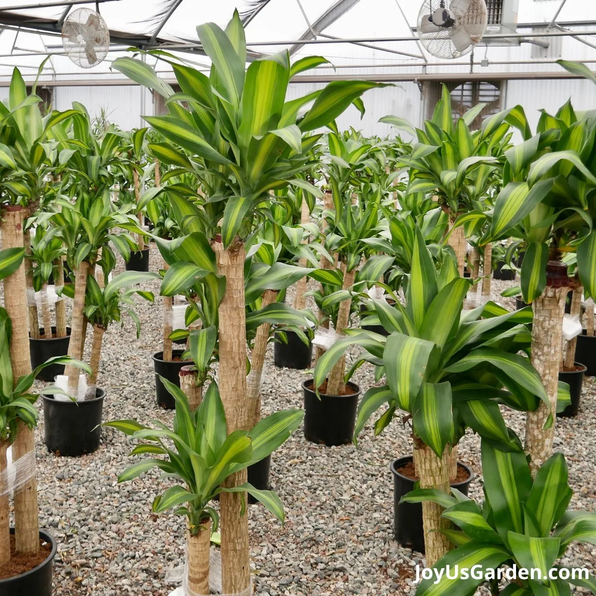 a vast amount of corn plant being grown in nursery greenhouse