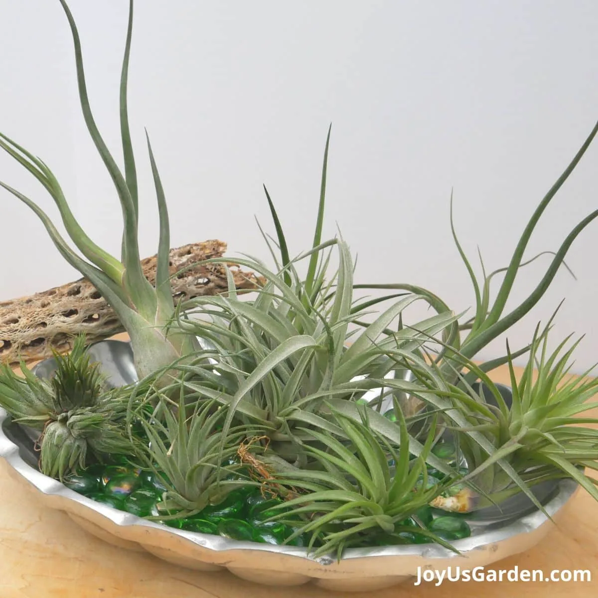 a variety of air plants in a display bowl with a piece of cholla wood