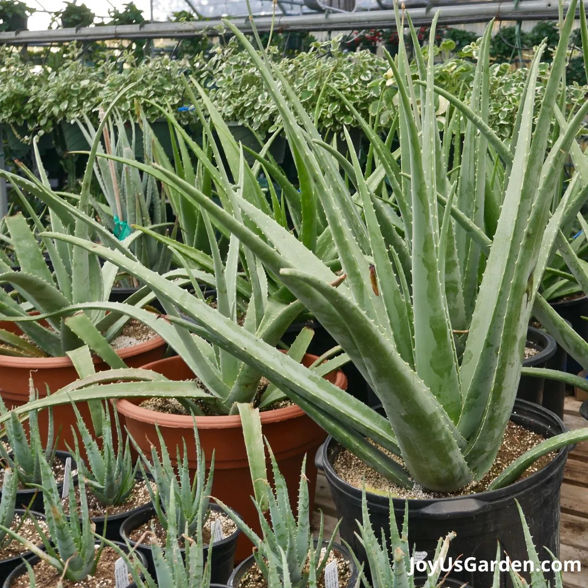 aloe vera growing in a nursery greenhouse in grow pots hanging plants in the background