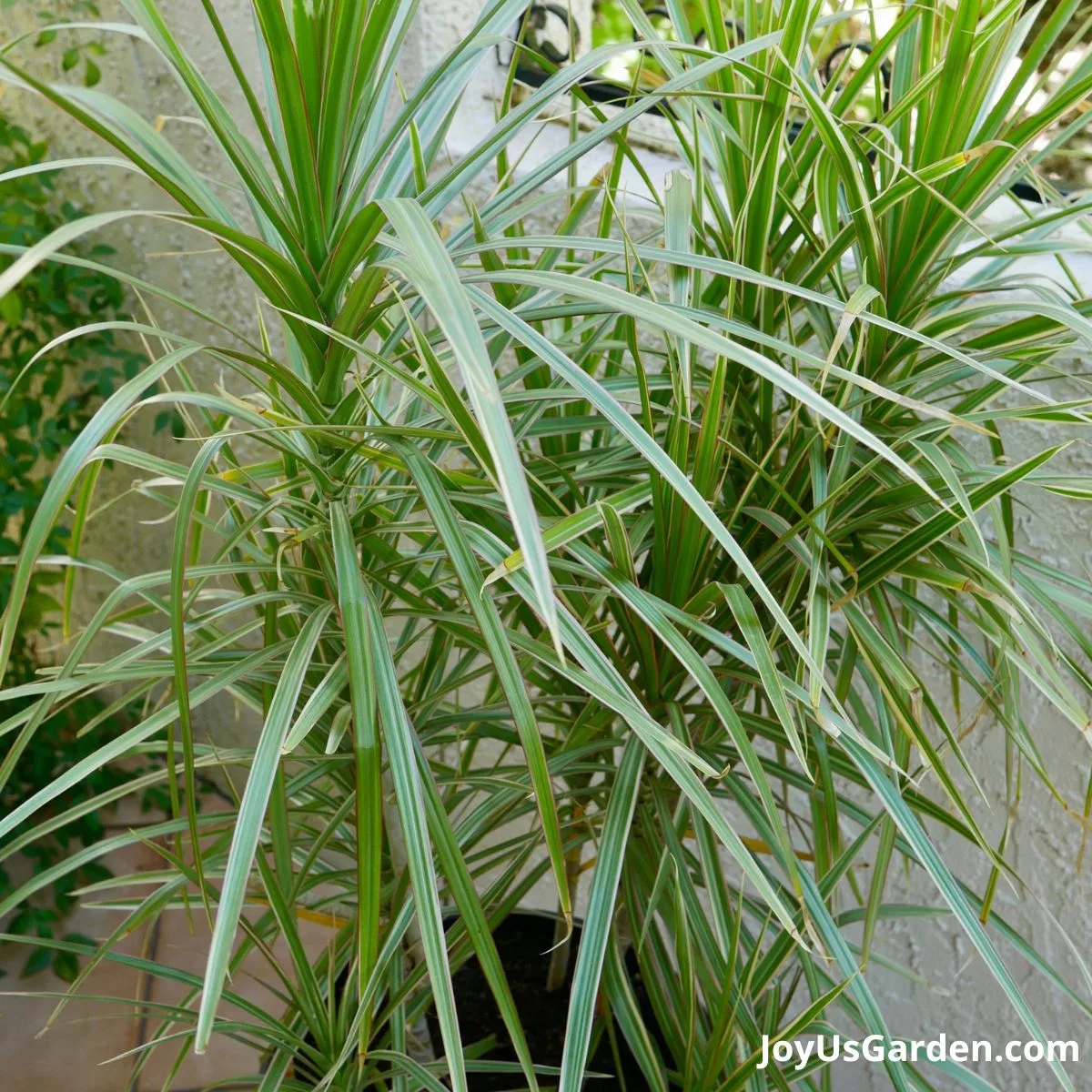 dragon tree dracaena marginata growing outside in bright light 