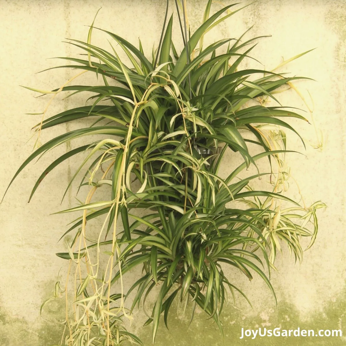 spider plant hanging growing in a greenhouse nursery with a bunch of pups