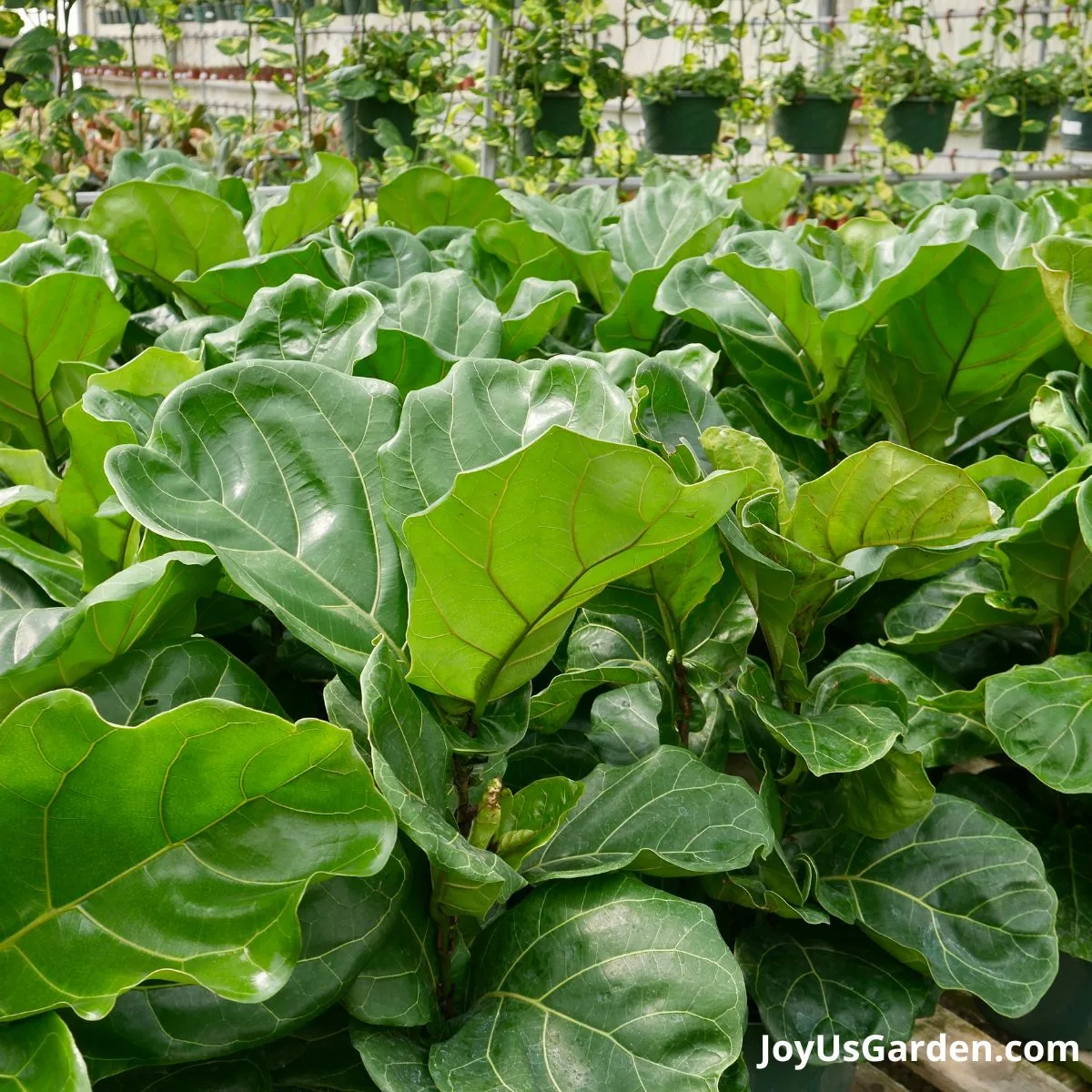 close up of fiddle leaf fig ficus lyrata leaves