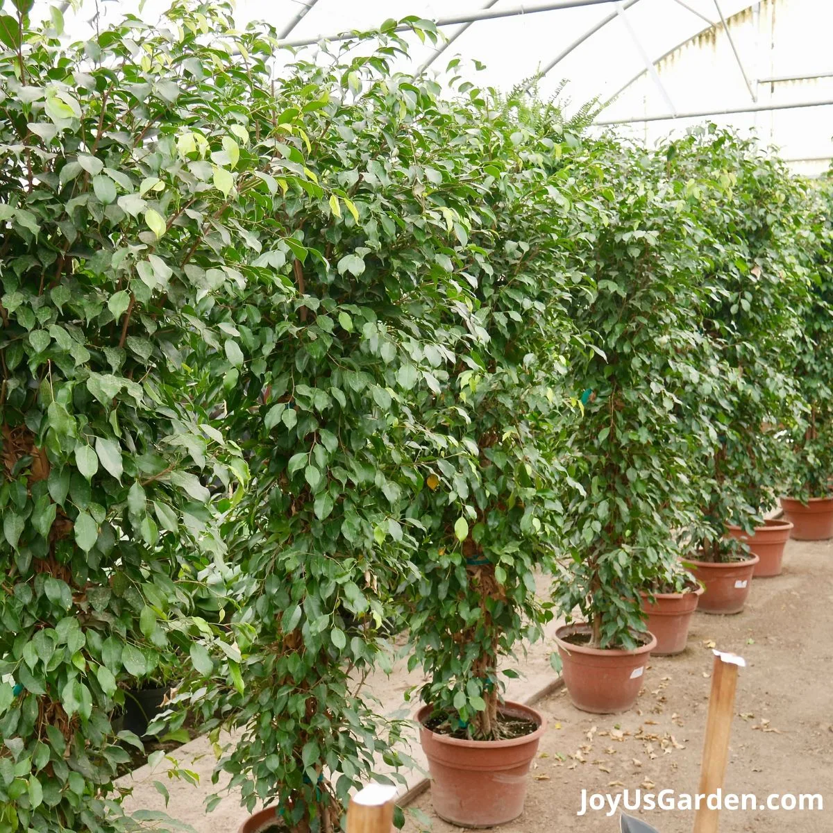 ficus benjamina growing in nursery greenhouse lined up in a row