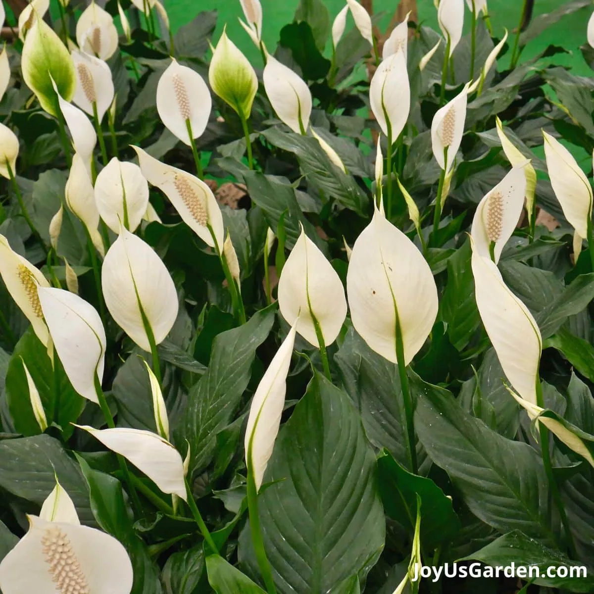 white peace lily grown in greenhouse nursery white flowers