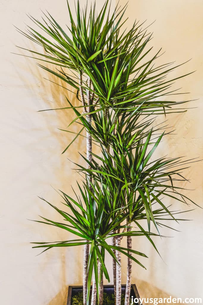 Close up of a tall dracaena marginata madagascar dragon tree with staggered canes.