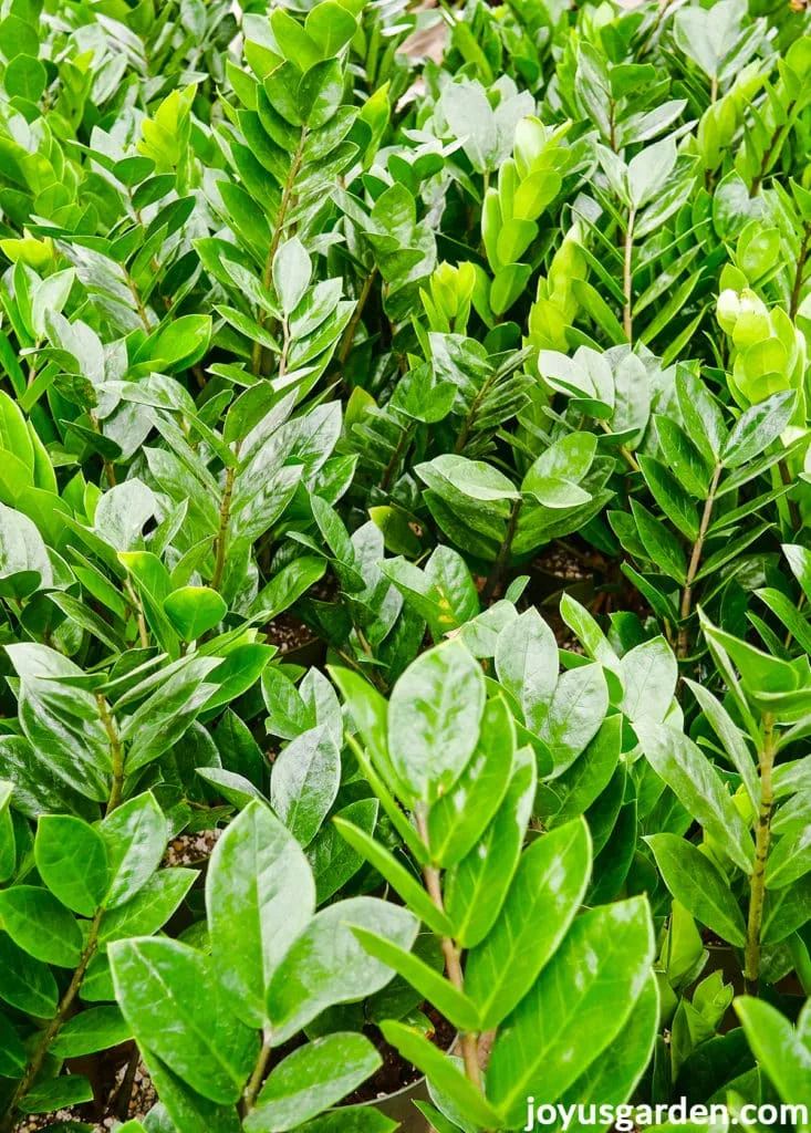 closeup of the shiny leaves of many zz plants