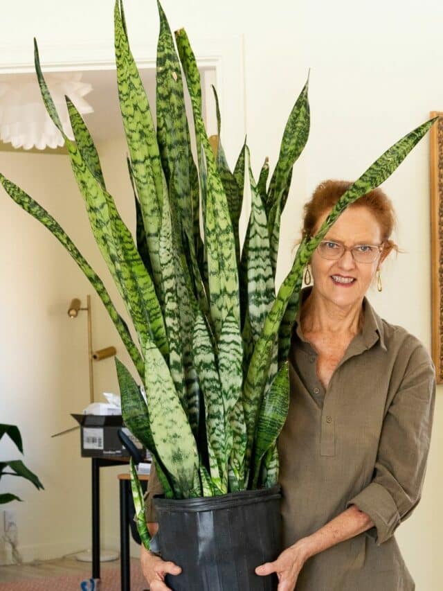 Large Snake Plant Repotting Guide