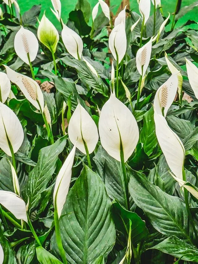 How To Care For A Peace Lily