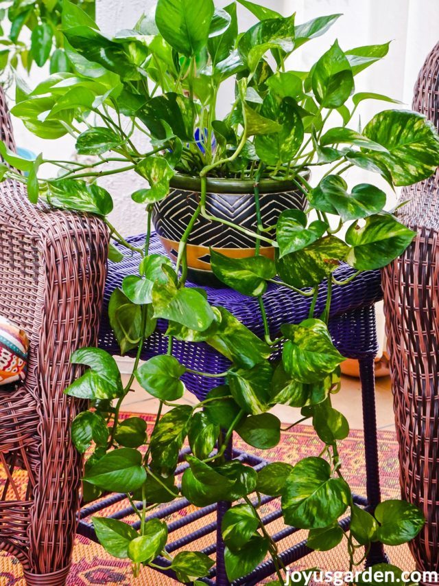 How To Care For Pothos Plant