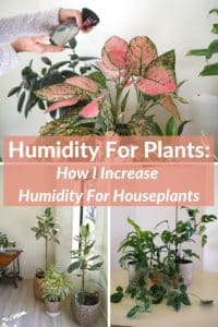 Plant Humidity: How to Increase Humidity For Houseplants