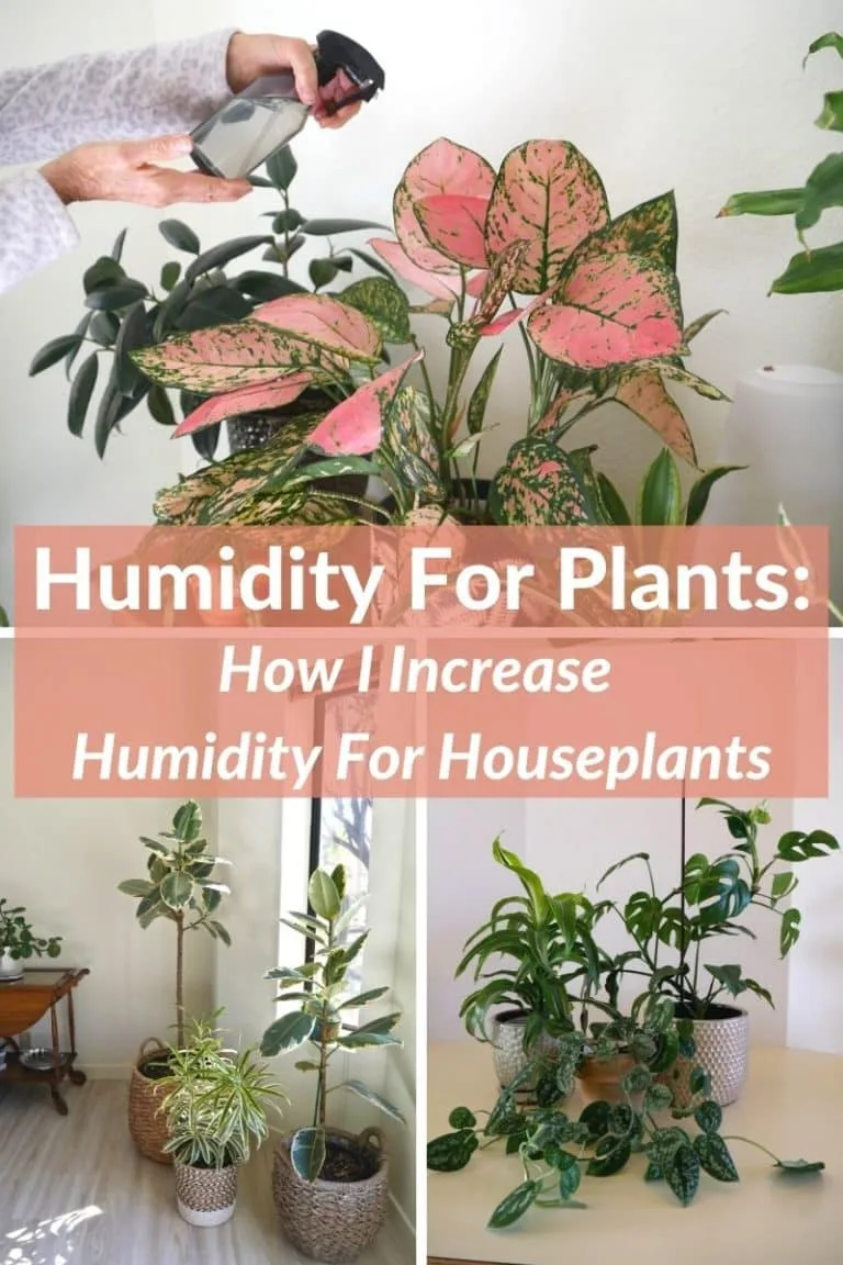 a collage with 3 photos of different houseplants the text reads humidity for plants how I increase humidity for houseplants