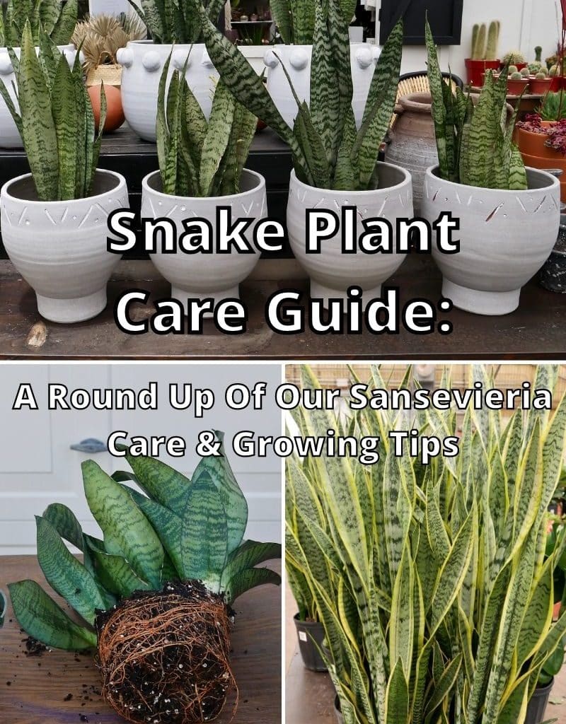 Snake Plants - Joy Us Garden | Care, Propagation, and Pruning