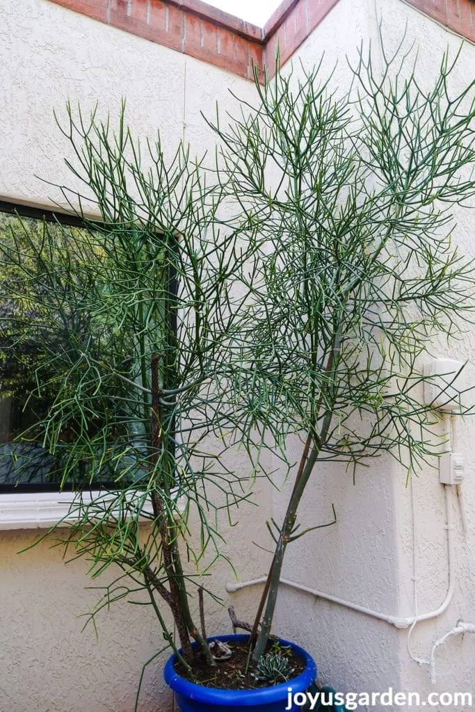 a large pencil cactus euphorbia tircalli grows outdoors in a large blue pot