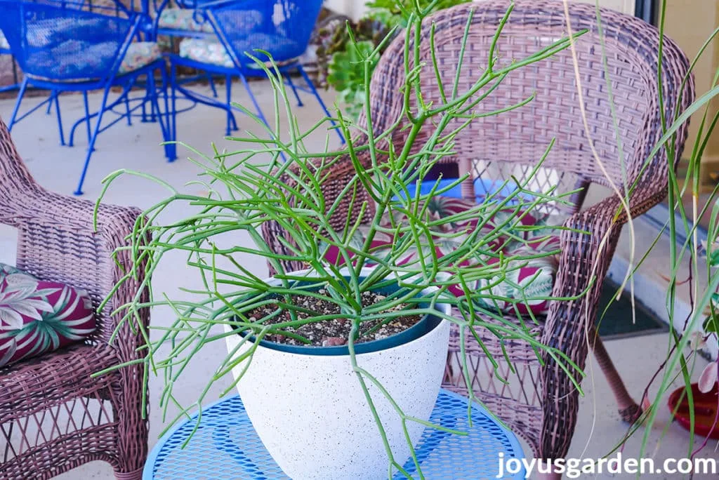 a small pencil cactus euphorbia tirucalli in a white pot sits on a blue table outdoors