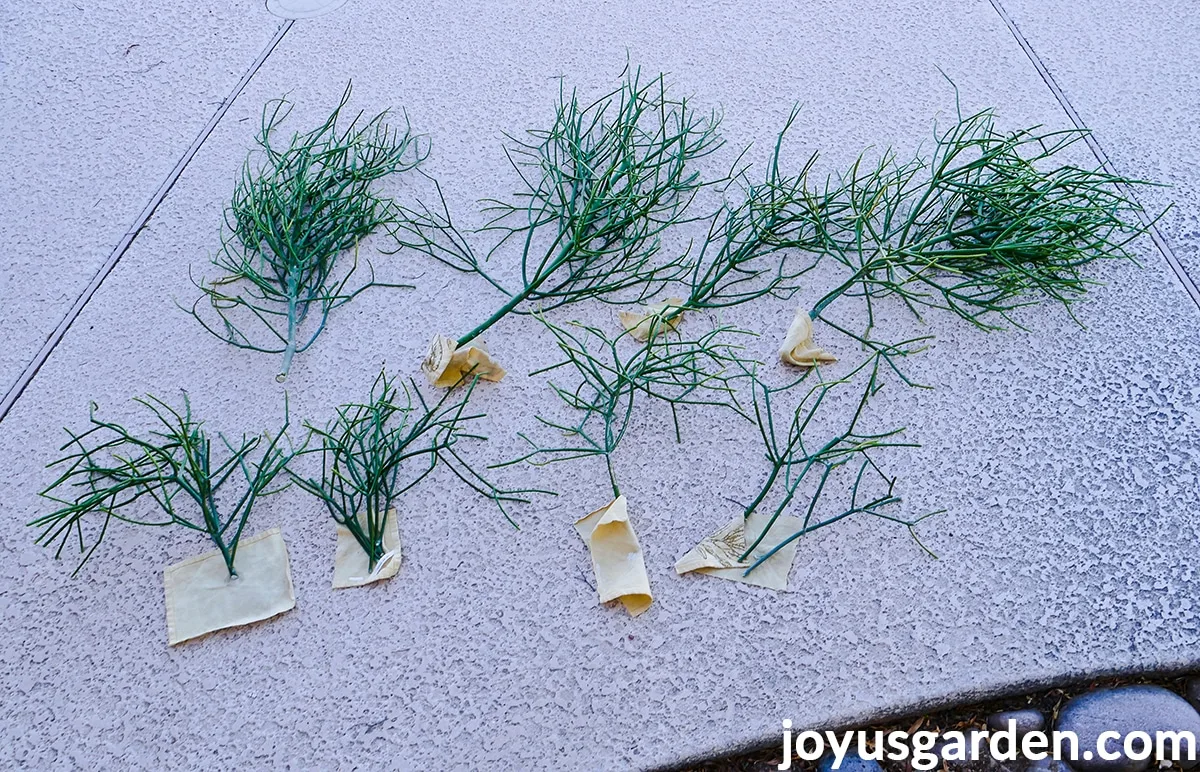 Pencil cactus cuttings on the ground outdoors with tape on the ends.