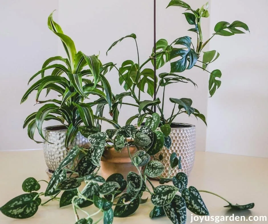 a grouping of 3 small houseplants sit on a white kitchen counter