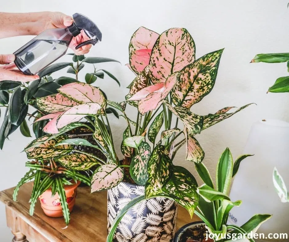 a pink aglaonema lady valentine is being sprayed with a small mister as part of indoor plant care