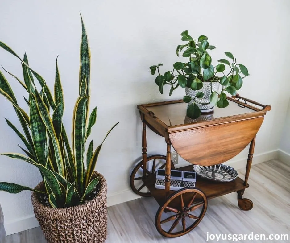 a tall snake plant on the floor grows next to a baby rubber plant on a tea cart