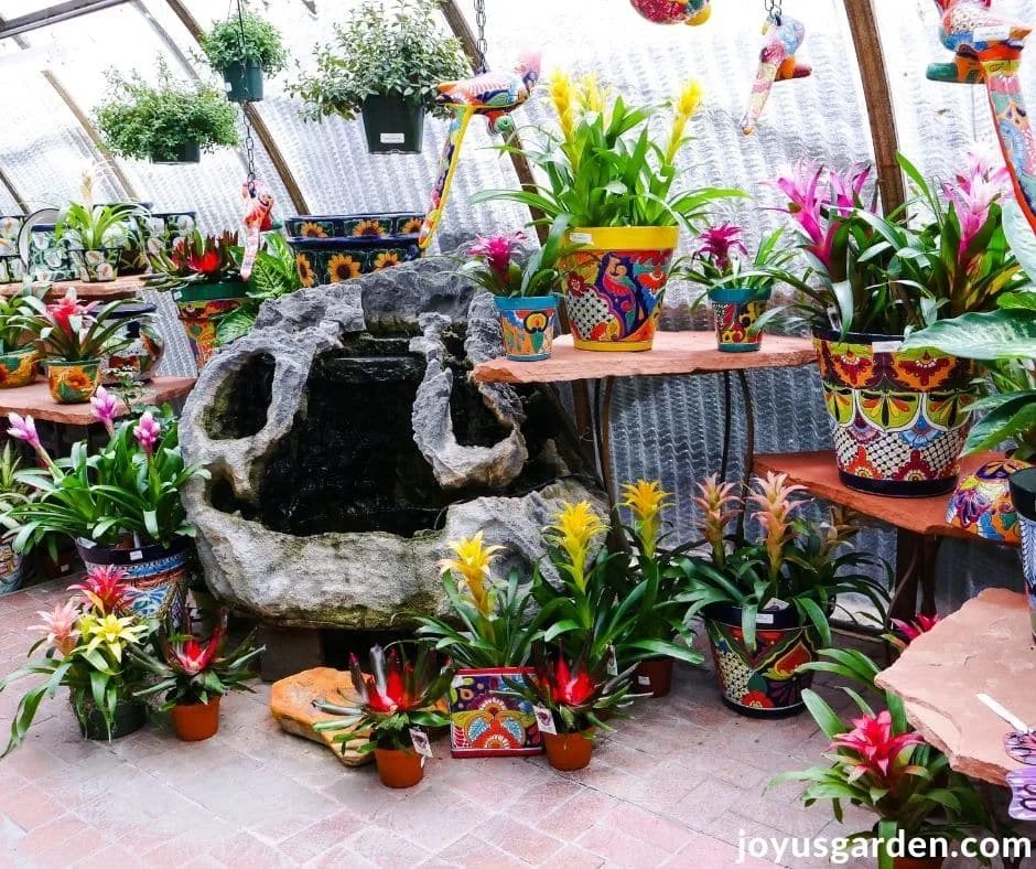 a beautiful display of flowering bromeliads in colorful pots for sale at a garden center