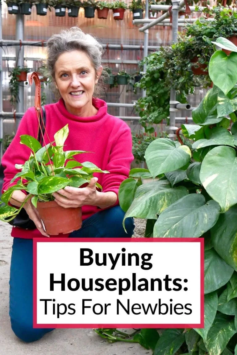 nell foster holds a pothos plant in a greenhouse the text reads buying houseplants: tips for newbies