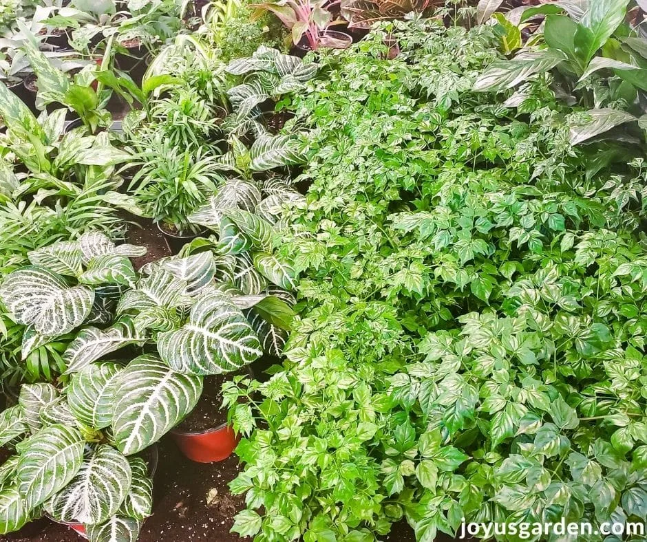 looking down on a variety of 4" foliage plants for sale at a big box store