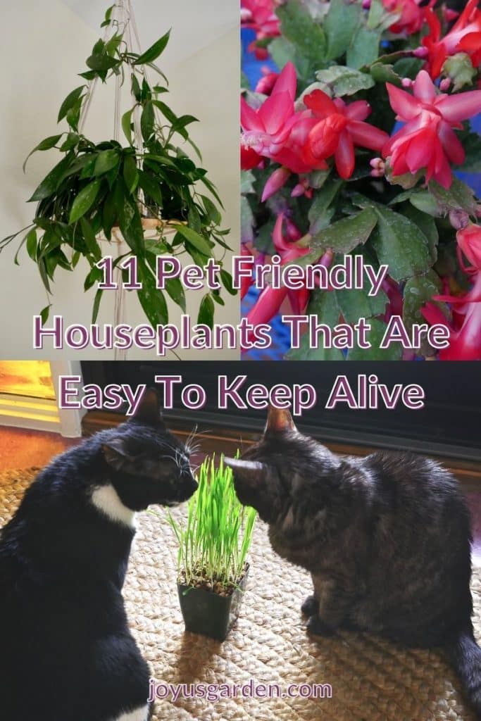 11 Pet-Friendly Houseplants: Popular, Easy To Grow Indoor Plants