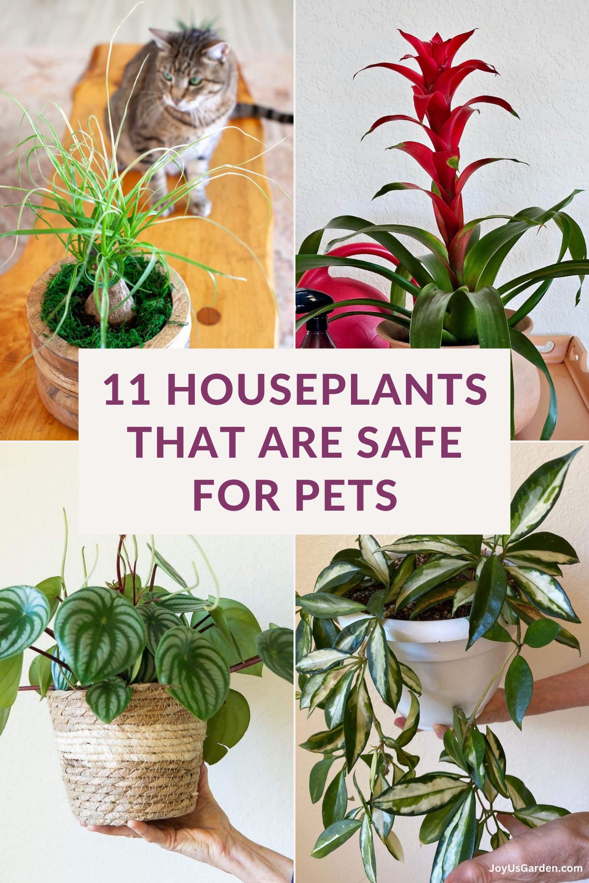 11 Pet-Friendly Houseplants: Popular, Easy To Grow Indoor Plants