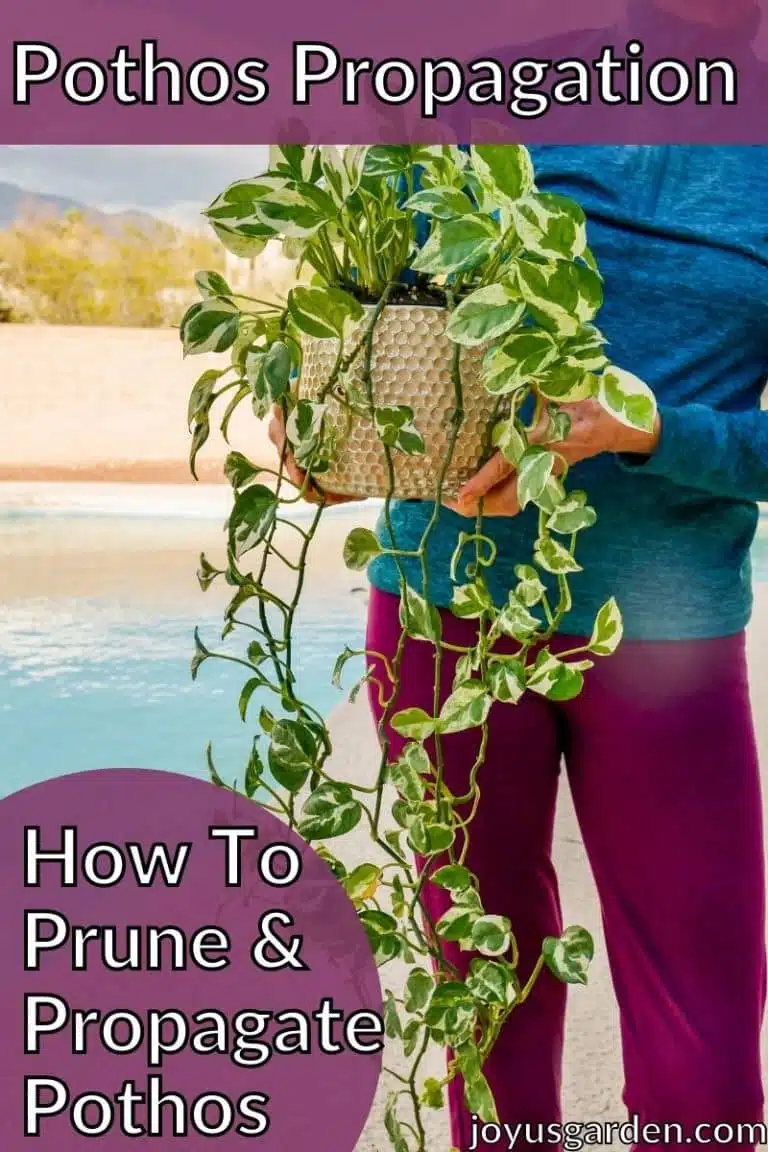 a woman holds a pothos plant with long trails the text reads pothos propagation how to prune & propagate pothos