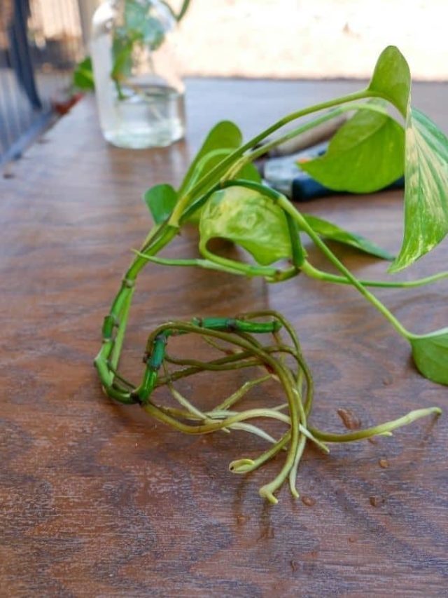 Step By Step: Pothos Propagation