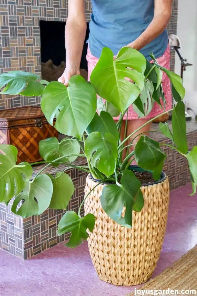 A Guide On Repotting Monstera Deliciosa