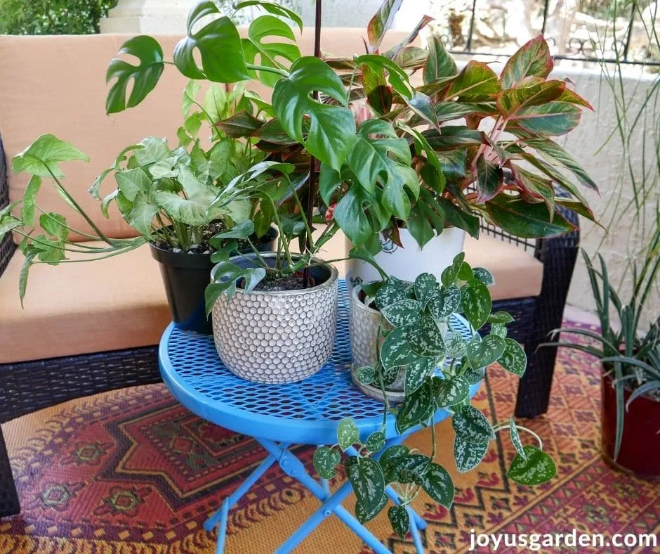 an arrowhead plant, raphidophora tetrasperma, red aglaonema, & satin pothos houseplants sit on a patio table