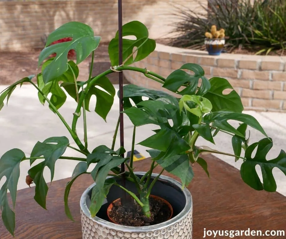 close up of a small raphidophora tetrasperma monstera minima houseplant