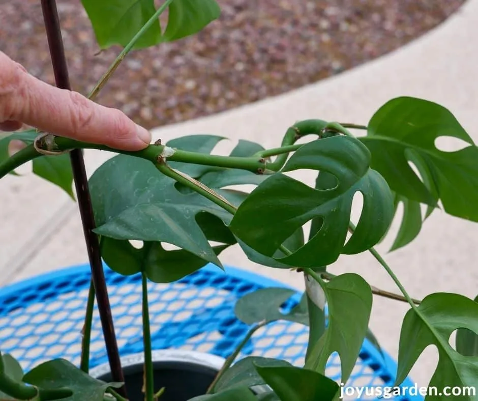 a finger points at the root node on the stem of a raphidophora tetrasperma monstera minima houseplant