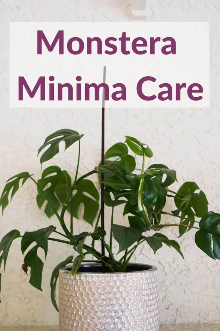 a rhaphidophora tetrasperma grows in a white textured ceramic pot the text reads monstera minima care