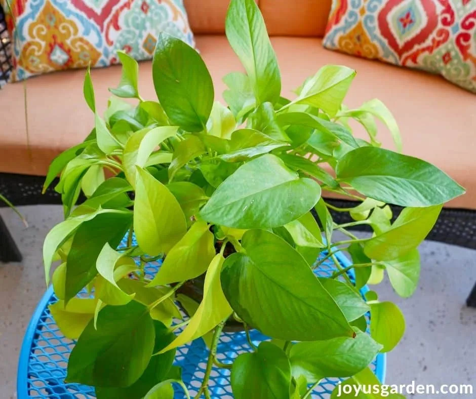 a neon pothos with bright chartreuse foliage sits on a patio table