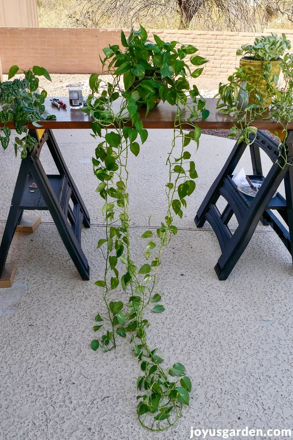 a satin pothos, golden pothos with long trails & a pothos n joy sit on a work table