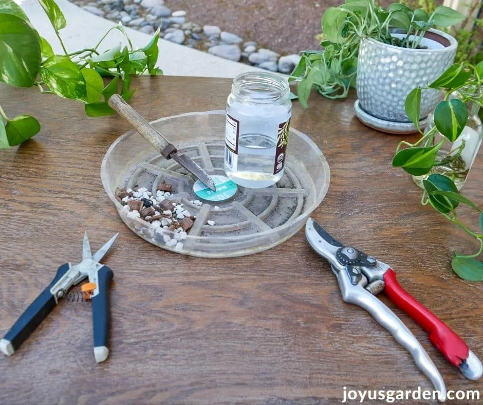 tools & materials need for pothos propagation on a work table