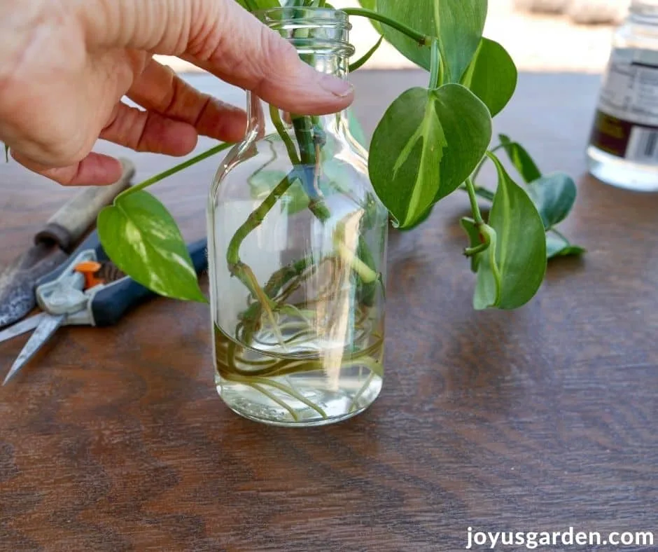 close up of houseplant cuttings with roots in a clear glass jar