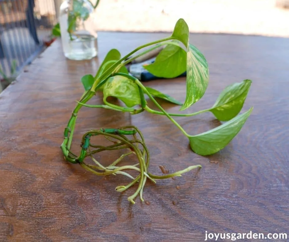 close up of the healthy roots of a pothos stem cutting