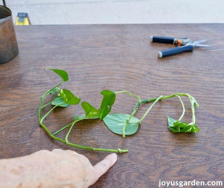 Pothos Propagation: How To Prune + Propagate Pothos